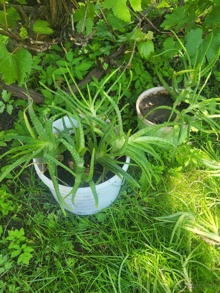 Aloe vera