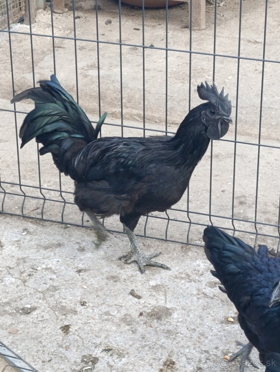 Kohút Ayam cemani