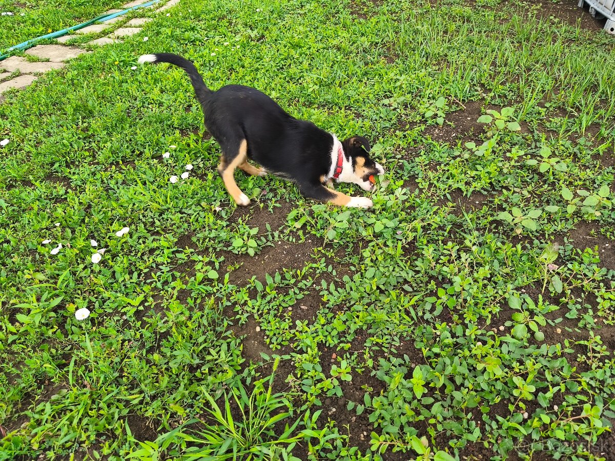Predám Border koliu