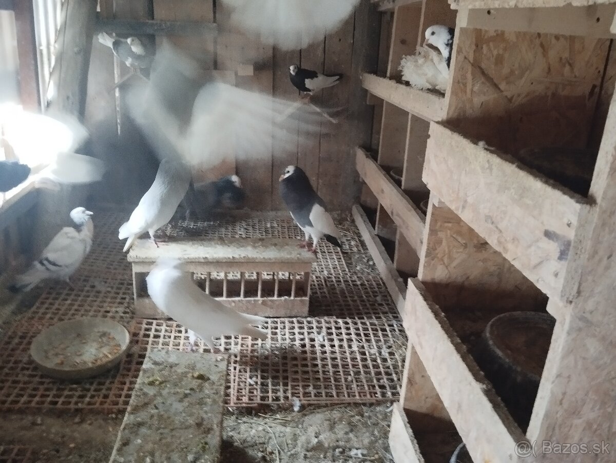 CIERNY. KOSICKY.  KOTRMELIAK. SEDLATY