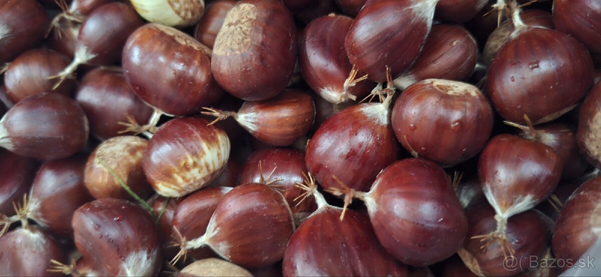gaštany jedlé