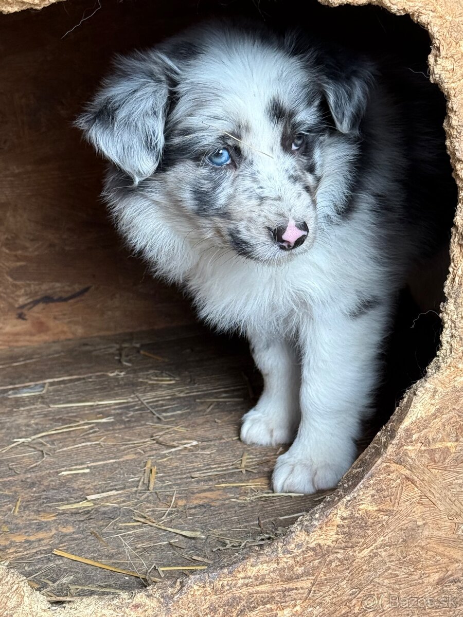 Border kolie blue merle