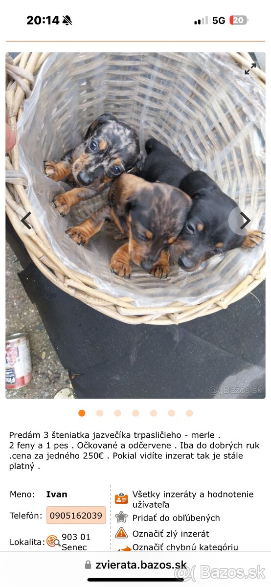 Jazvečík Trpasličí