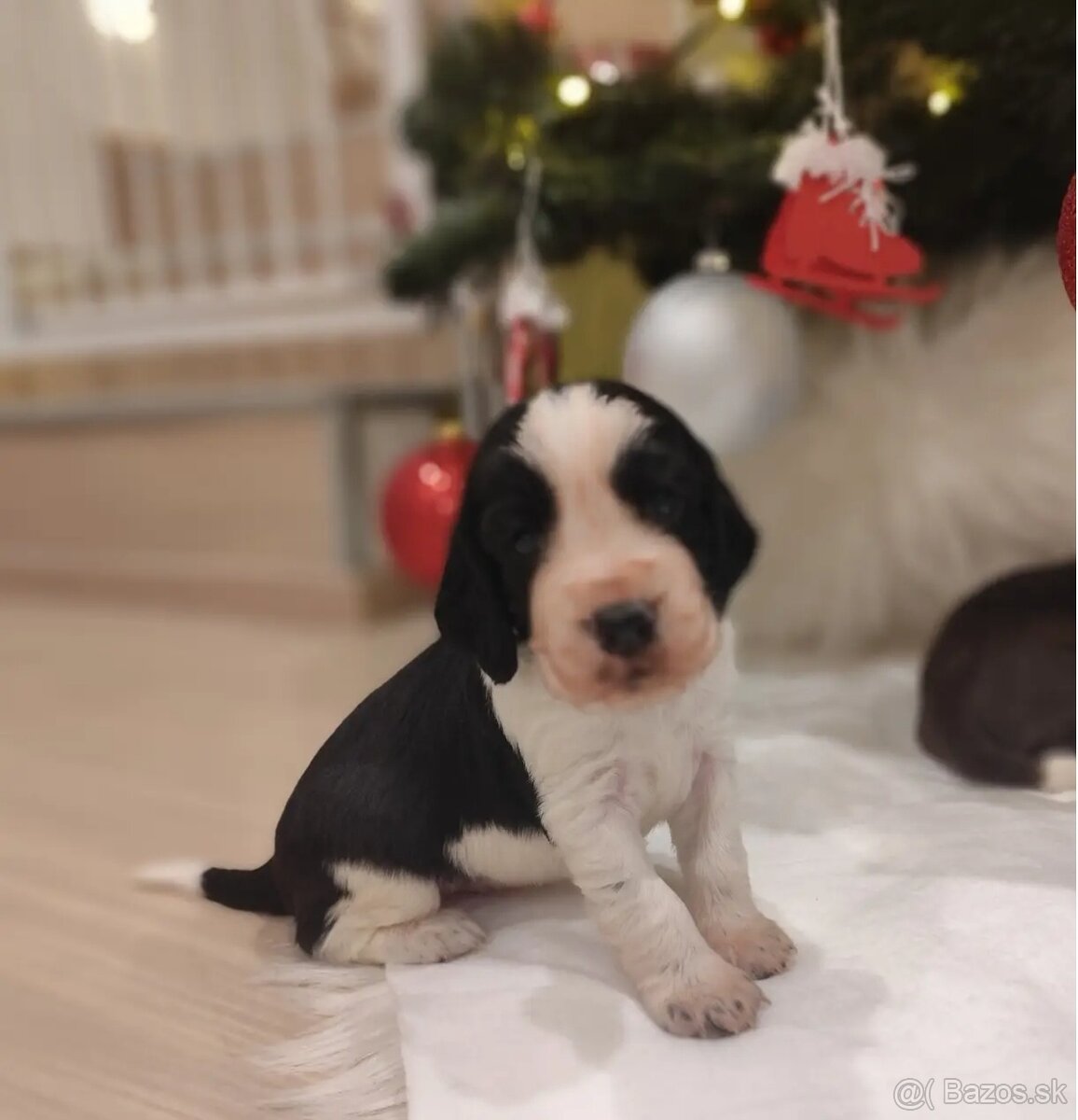 Anglický špringeršpaniel s PP pes