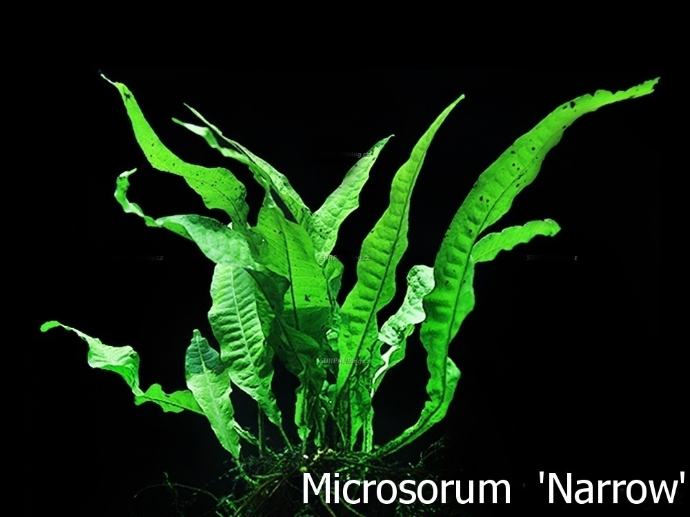 Akvarijne rastliny Microsorum Minnor Narrow