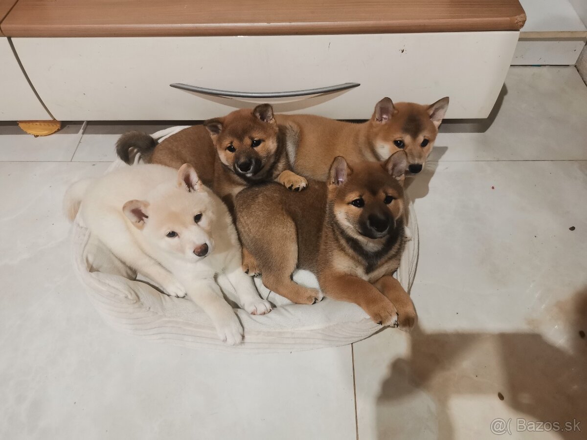 Shiba inu