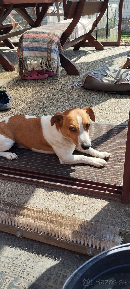 Jack russell teriér krytie