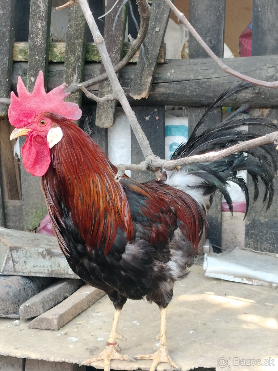 Kohút Vlaška