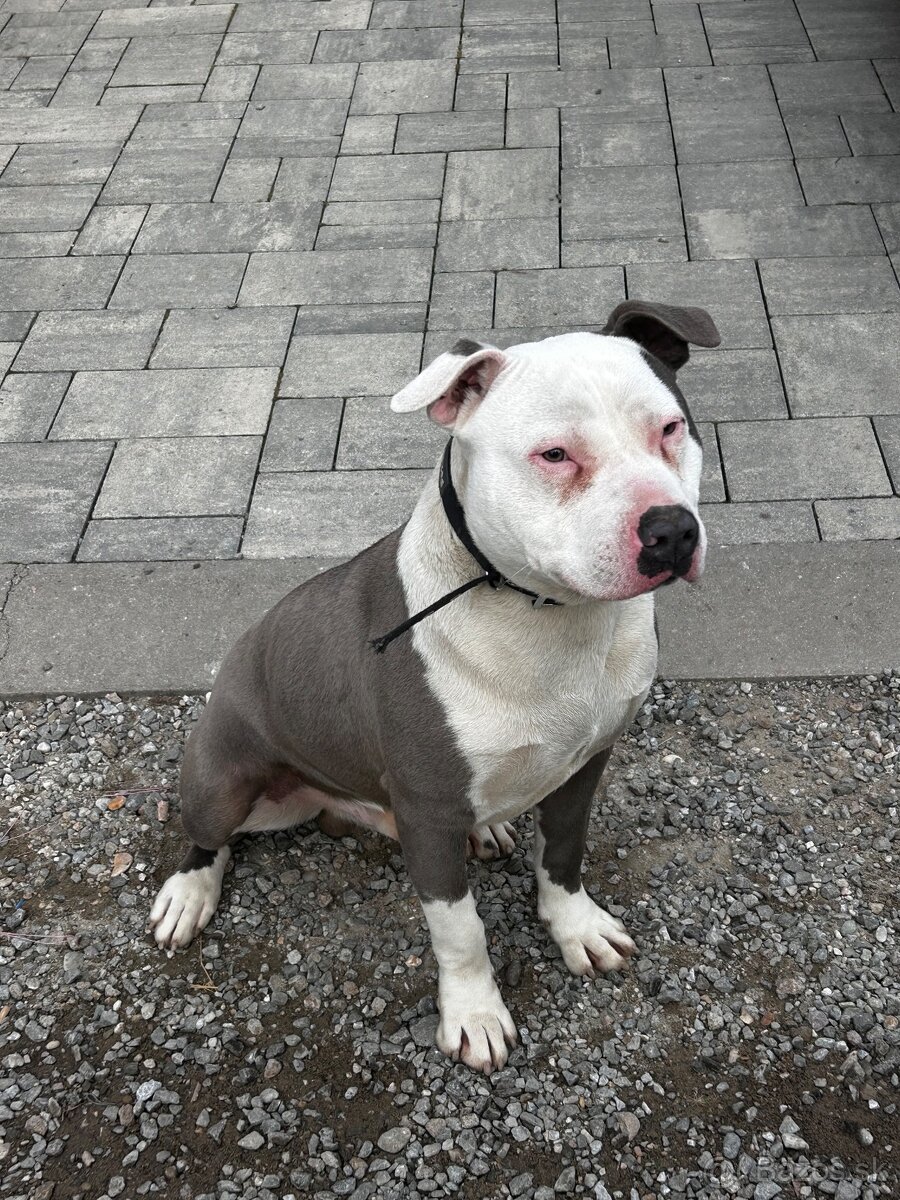Amstaff staford