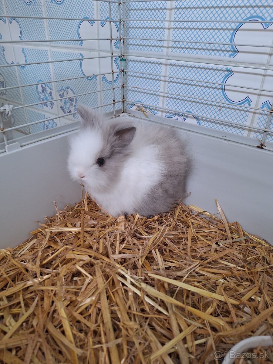 Zakrsly teddy králik