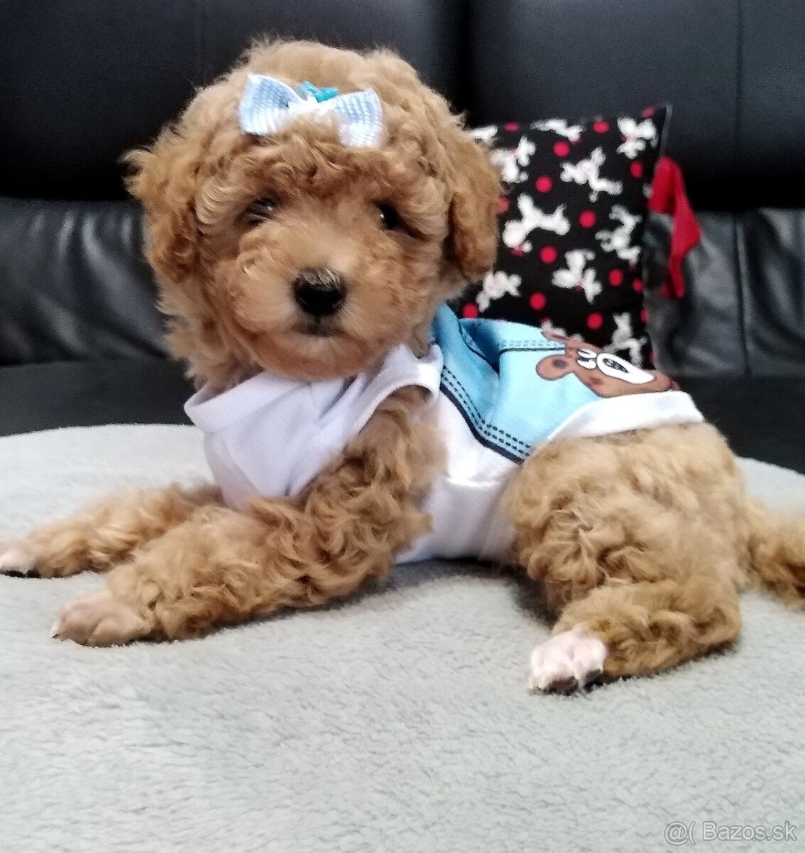 ❤️Pudlik mini toy ❤️