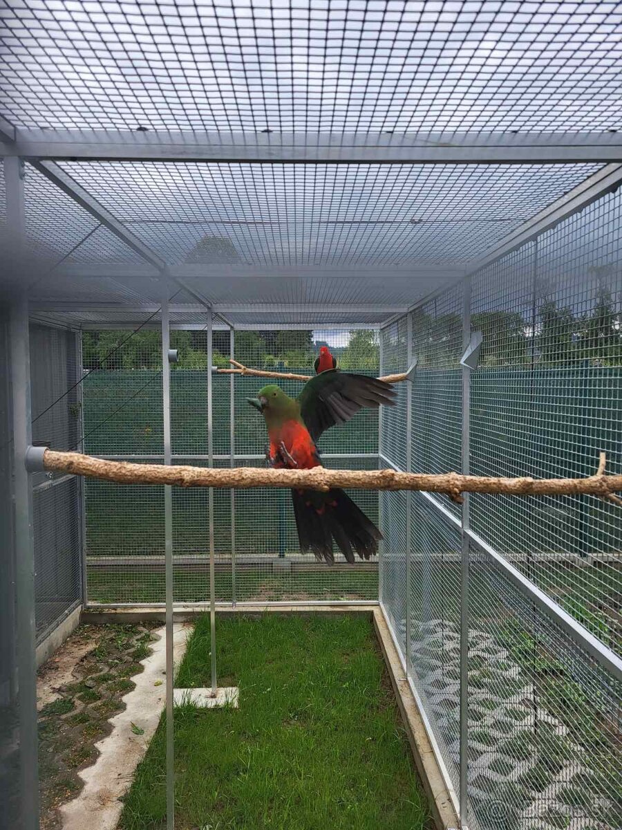 Predám chovnú páru papagájov kráľovských