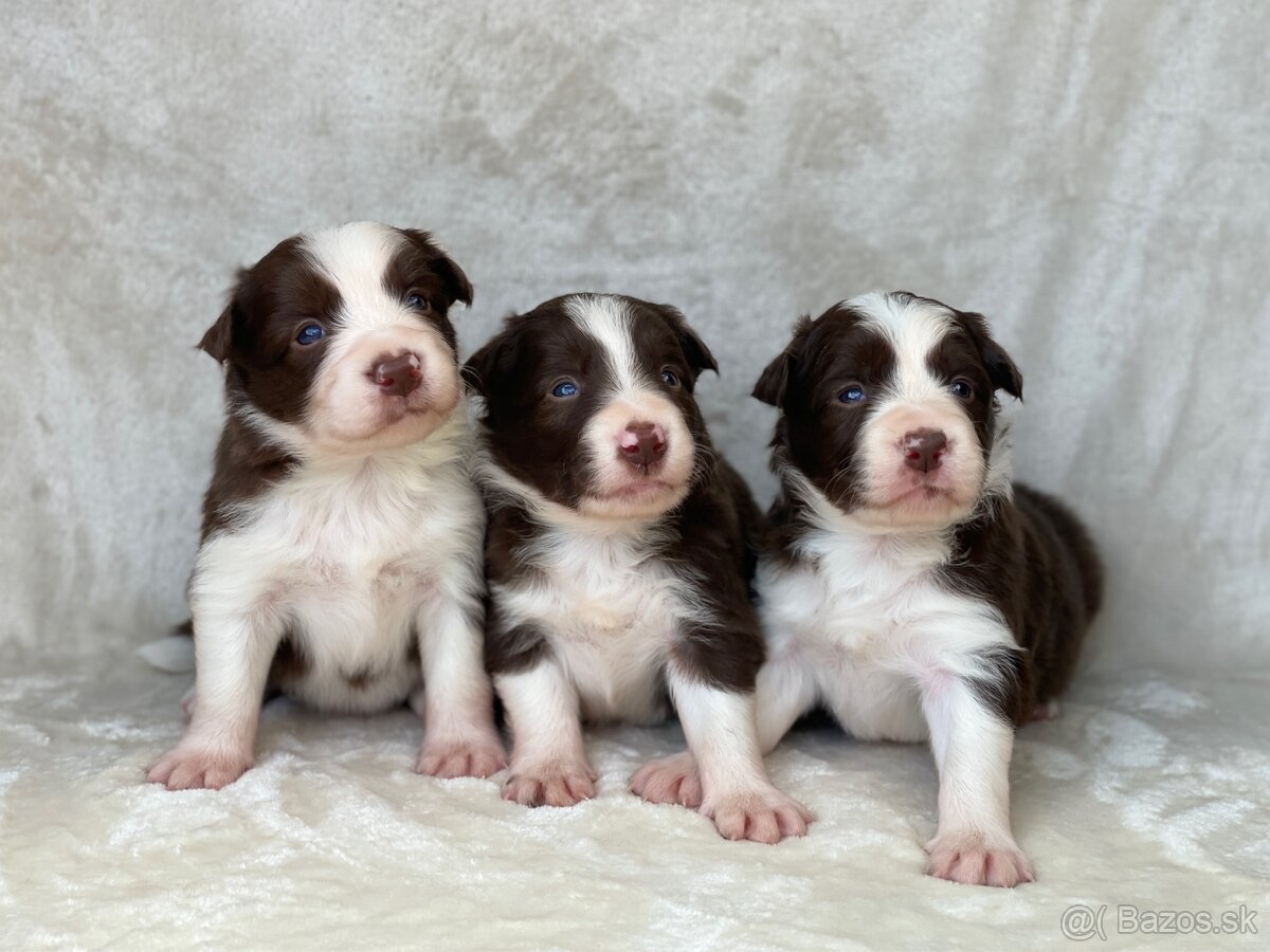 Šteniatka BORDER COLLIE s PP