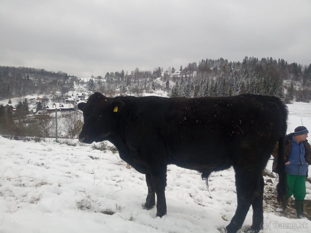 Predám býka