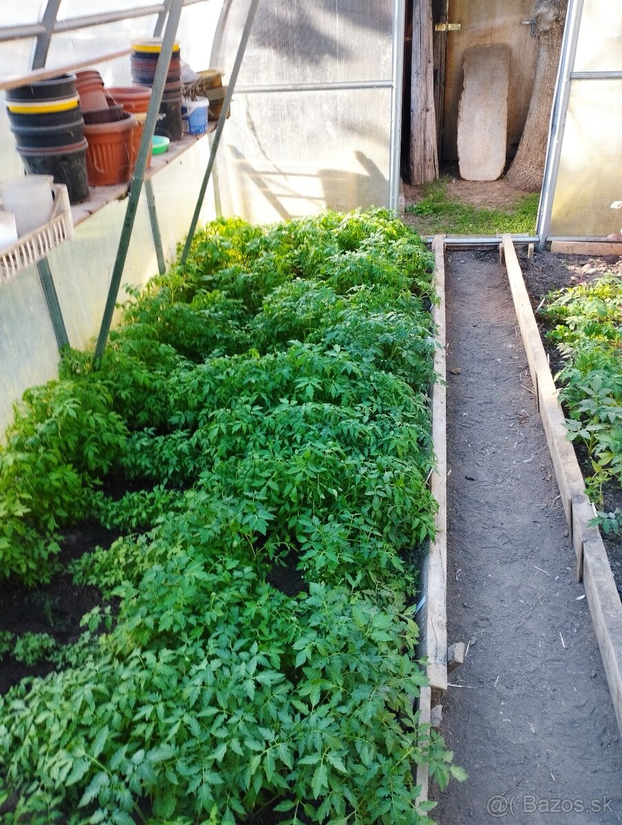 predám priesady planty rajčiny