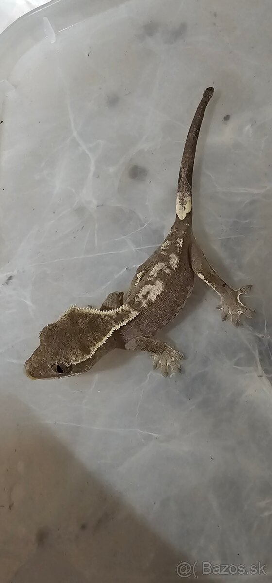 Pagekon axanthic, vymena možna