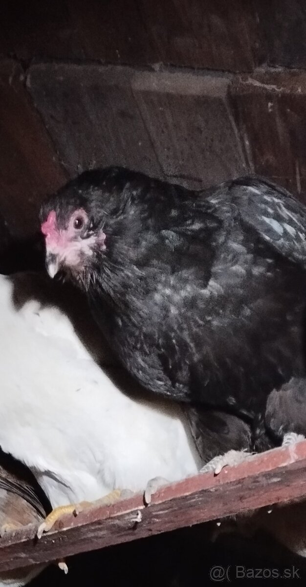 Araucana,araukana,araukany