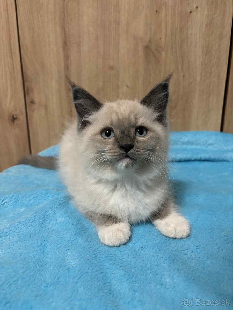 Ragdoll