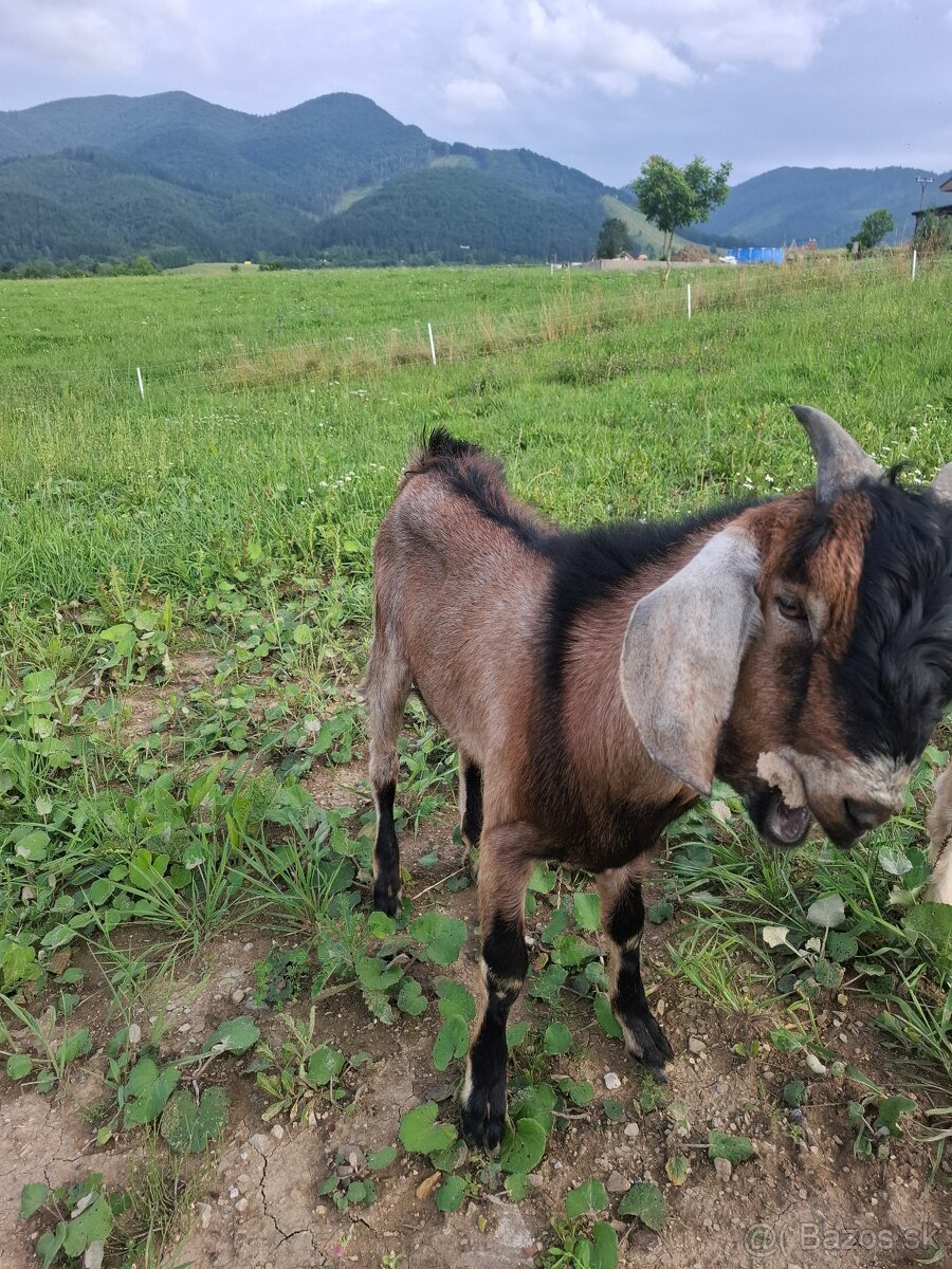 Anglonubijsky capko