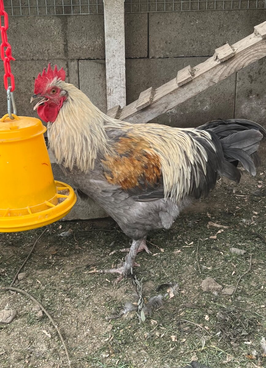 Kohút Marans modrý striebornokrký