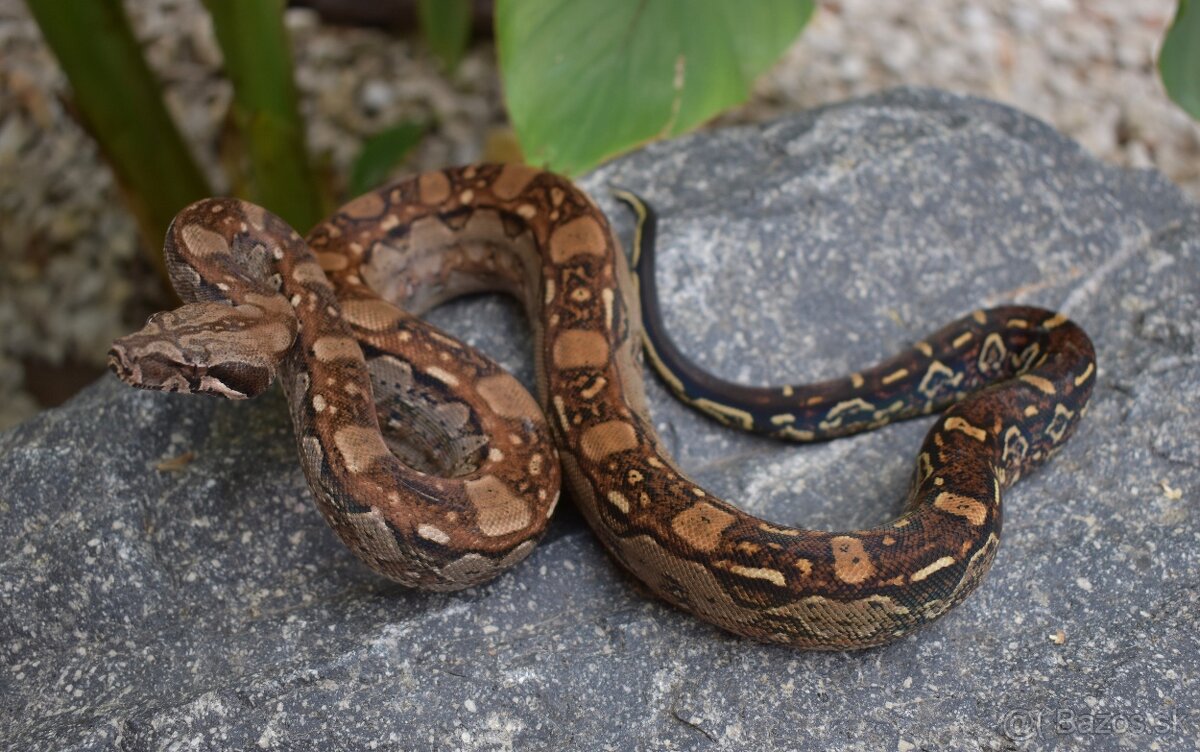 Boa Constrictor - Velhad kralovsky
