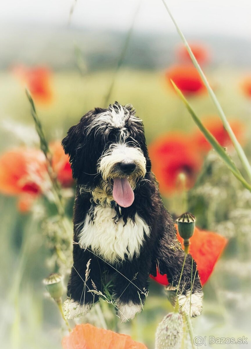 Pejsek BORDOODLE S PP