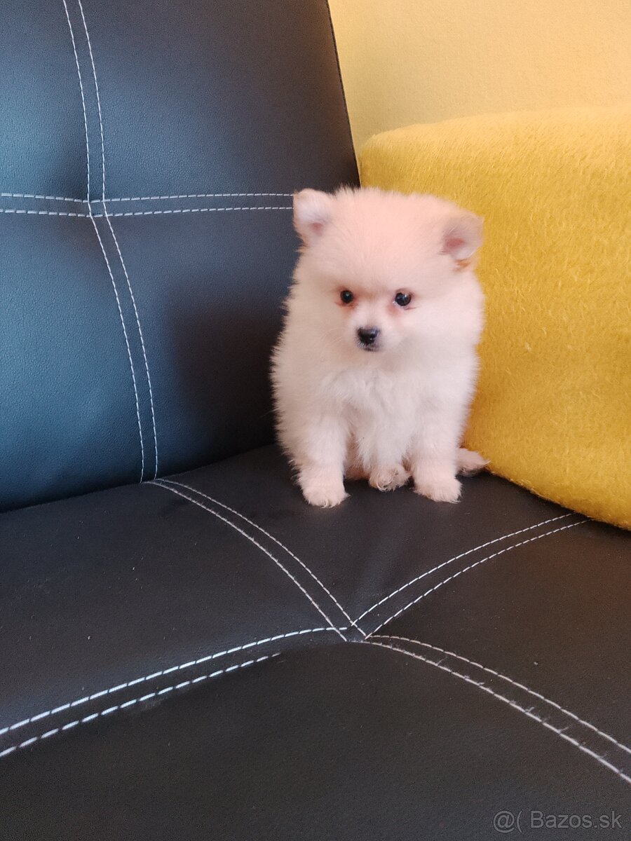 pomeranian