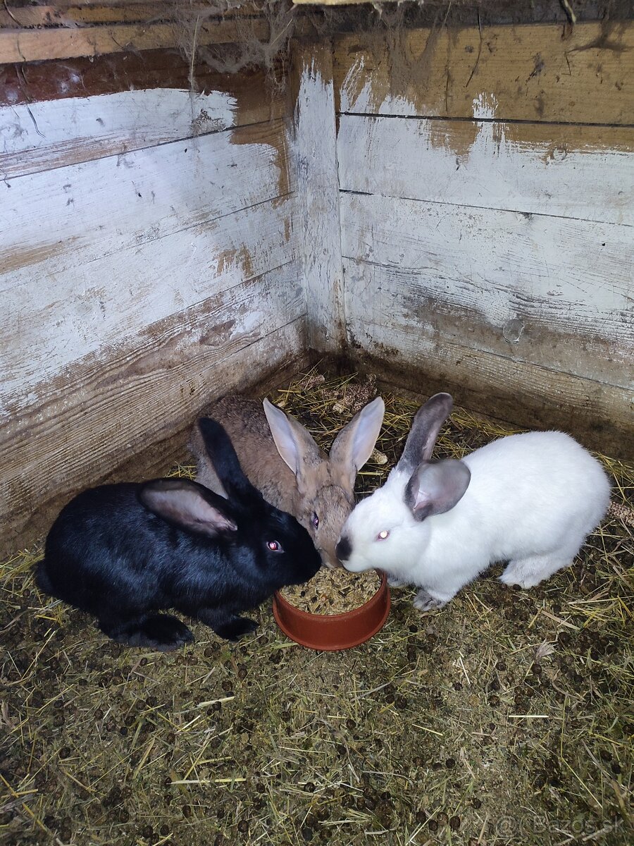 Nemecký obrovitý strakáč