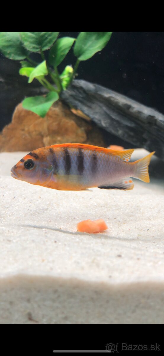 Malawi chichlidy