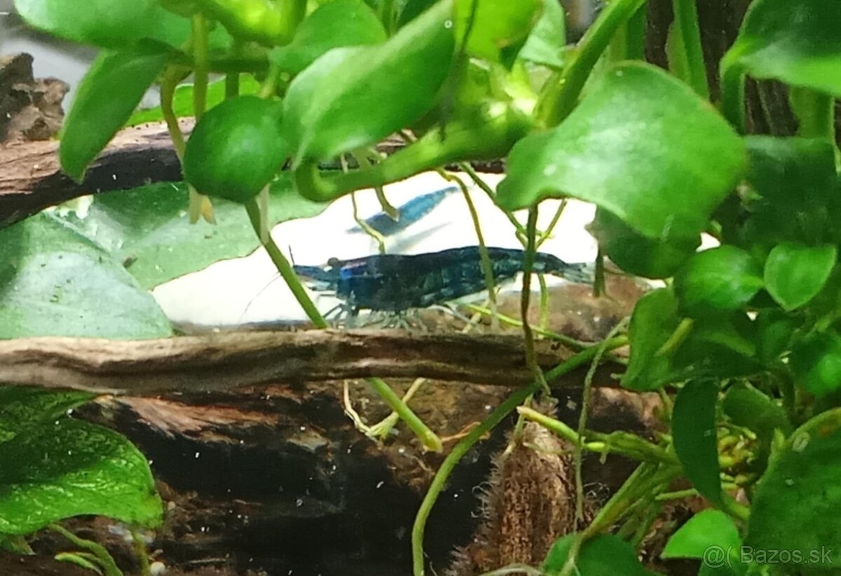 Neocardina davidi Blue Dream