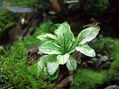 Anubias Pinto - 3 kusy/€10