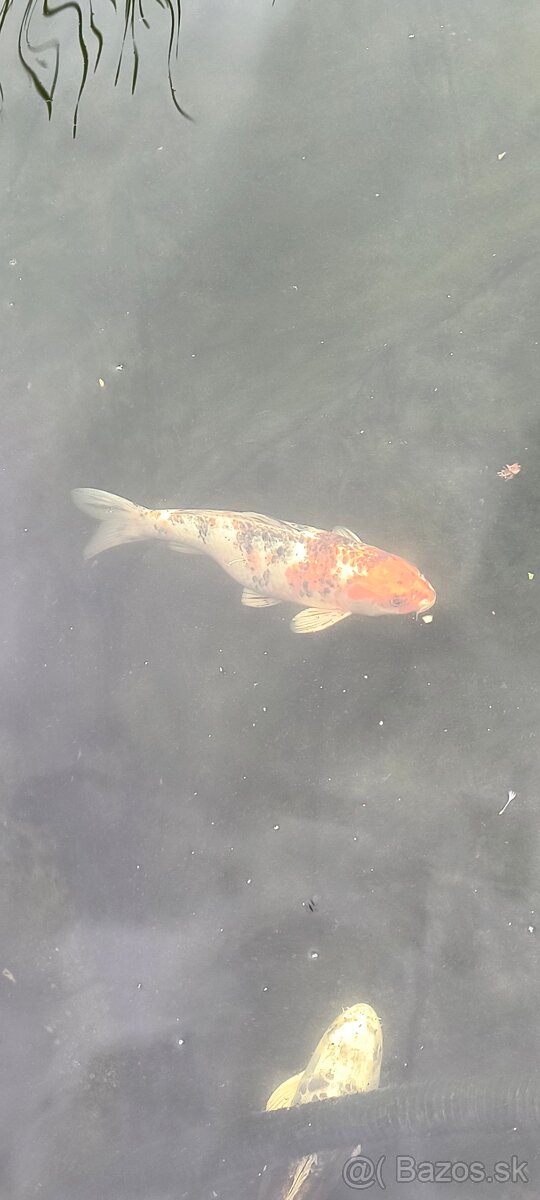 Koi kapor