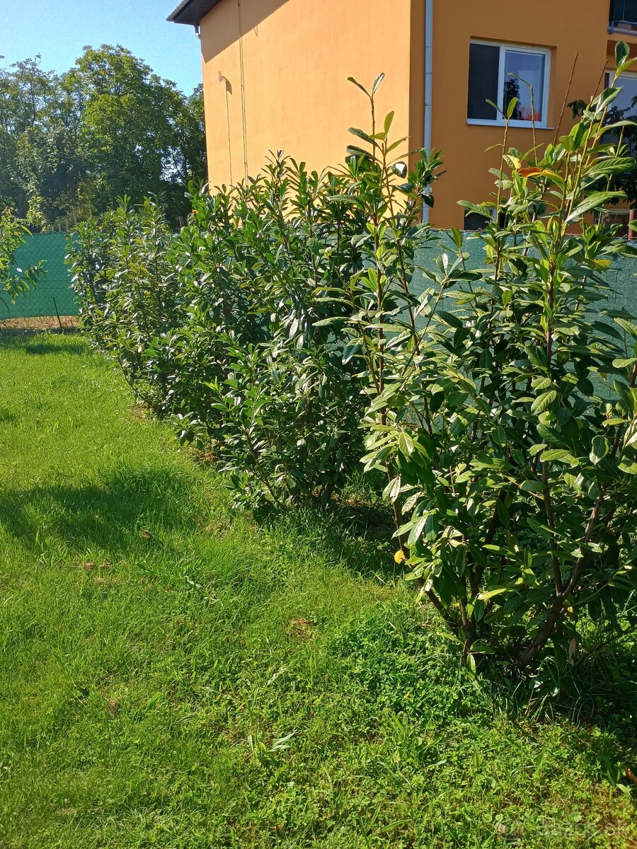 Vavrínovec Novita cca 200cm 14kusov