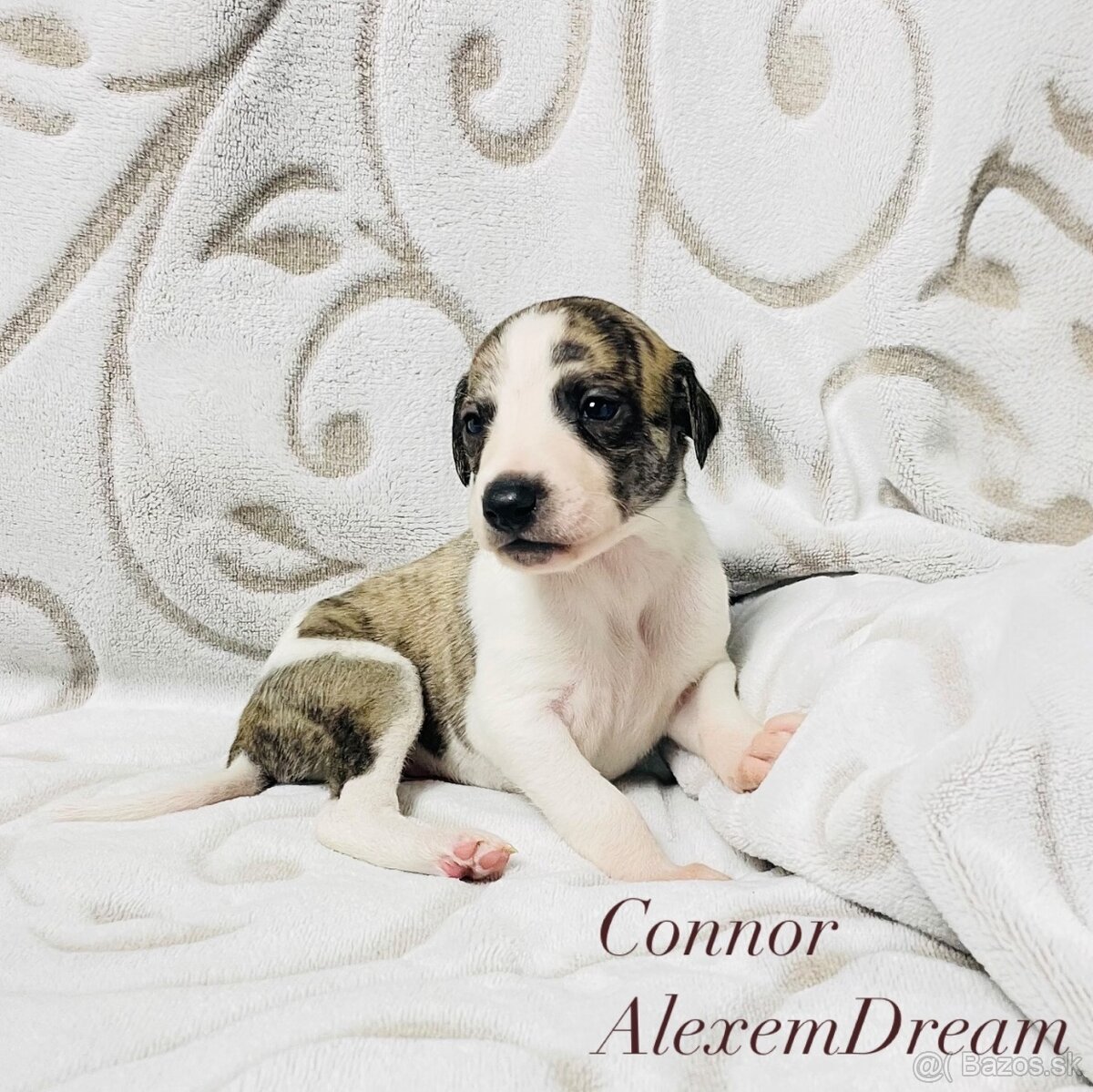 Whippet , Vipet s PP