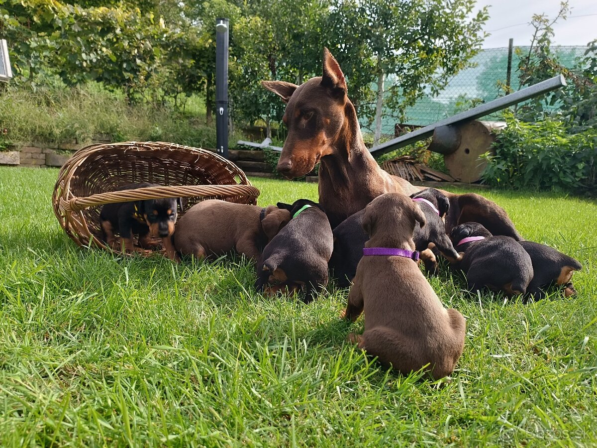 DOBERMAN - šteniatka