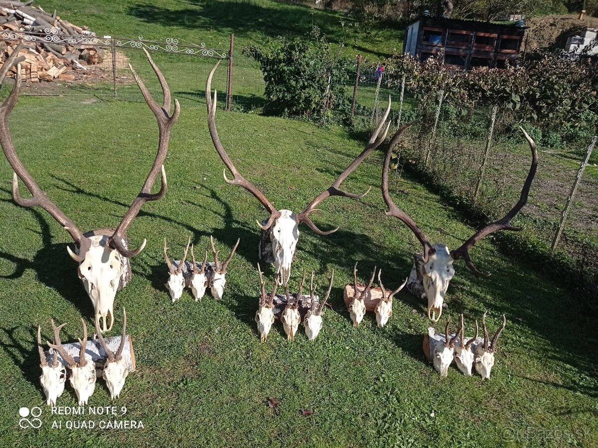 Predám poľovnícke trofeje – jelene a srnce