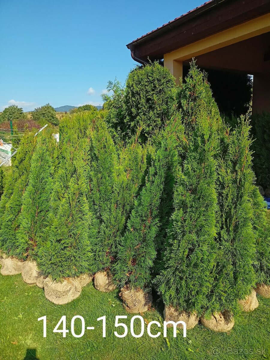 Tuja Smaragd - rôzne veľkosti