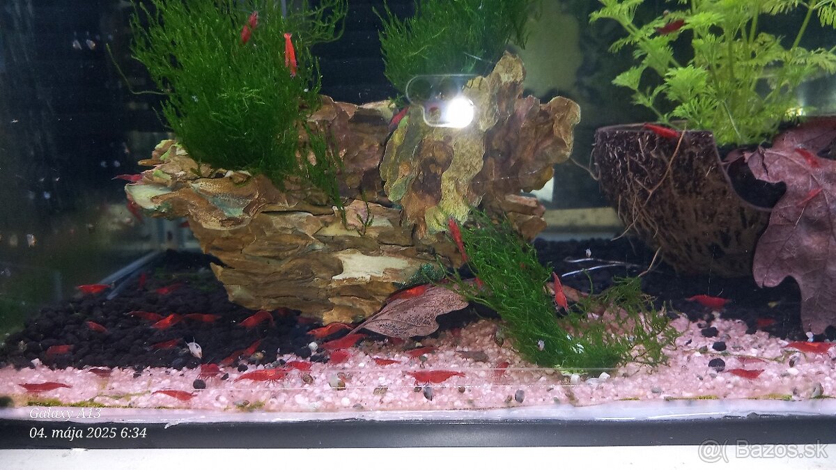 Neocaridina Bloody mary a Orange sakura
