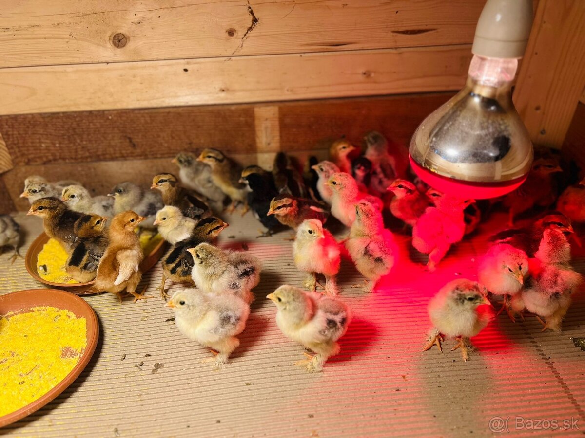 Kuriatka vlaška jarabičia, araucana