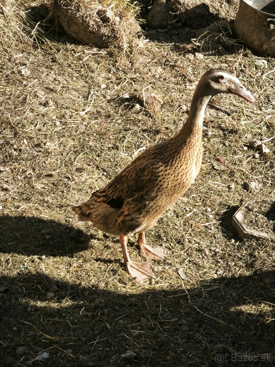 Indický bežec - samica