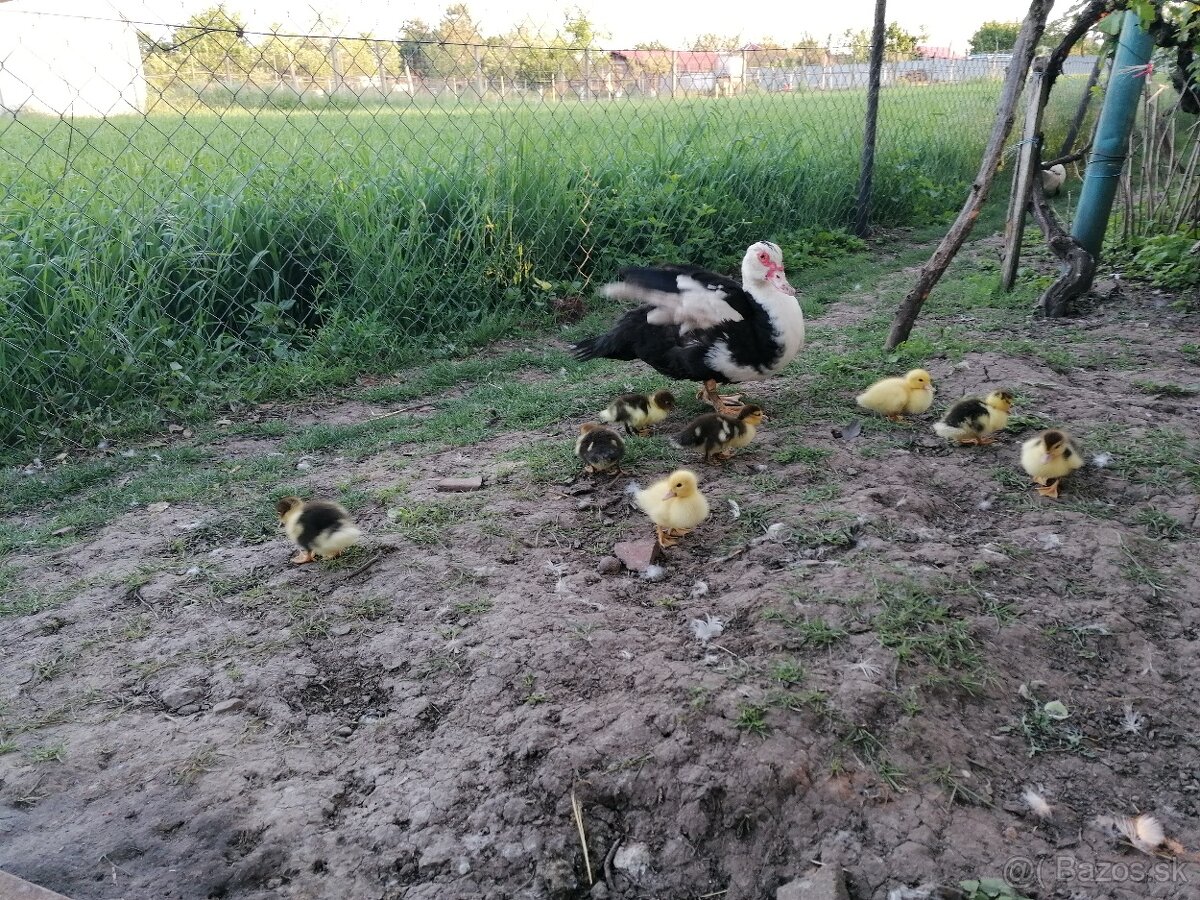Predám káčatká aj s kačicou