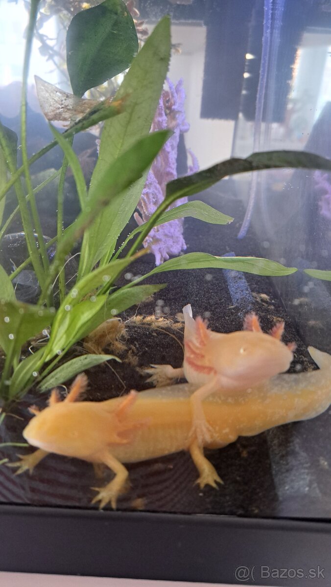 Predám axolotlov s akváriom