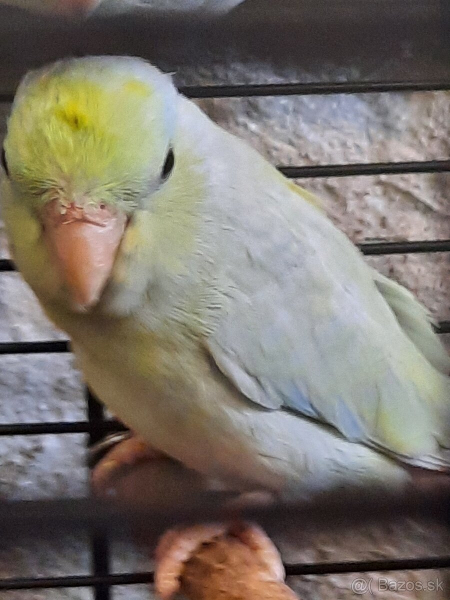 forpus