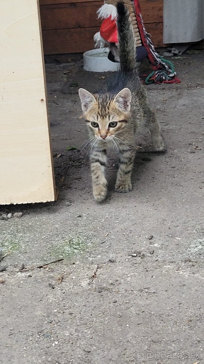 Maciatka