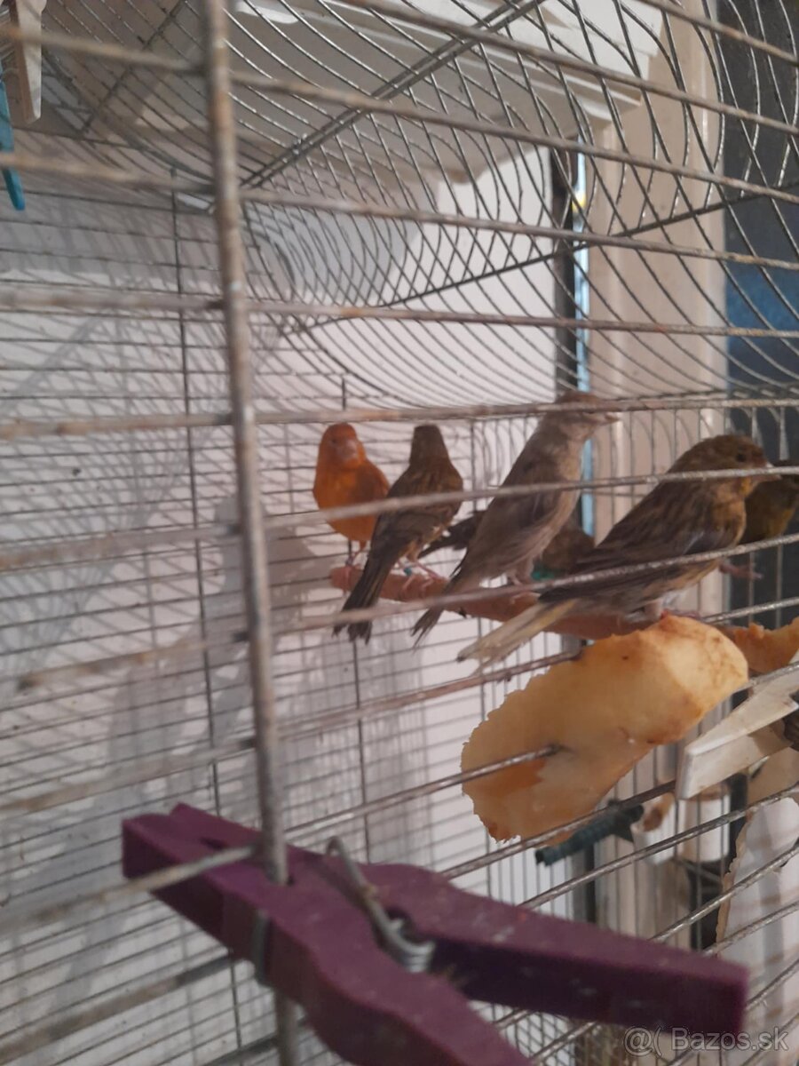 Predám kanariky po 10 €