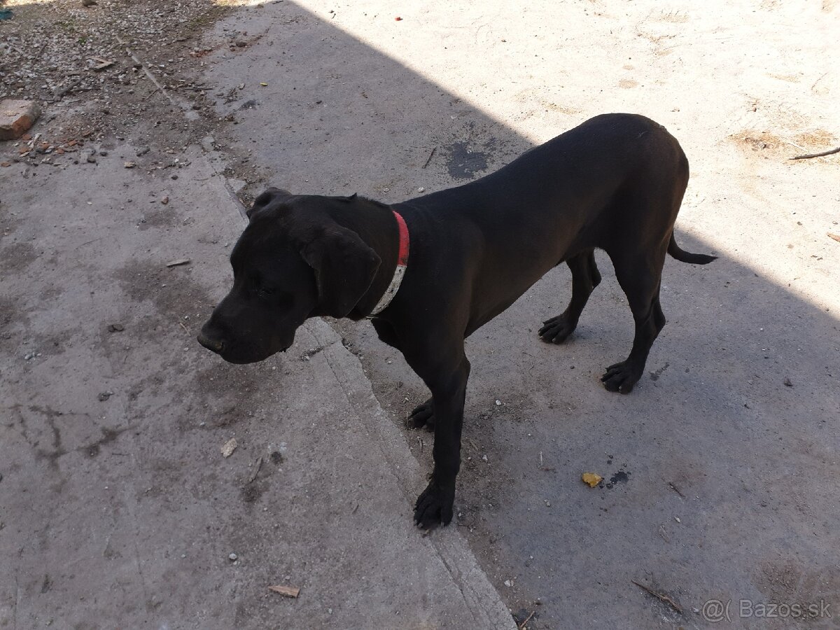 Nemecka doga