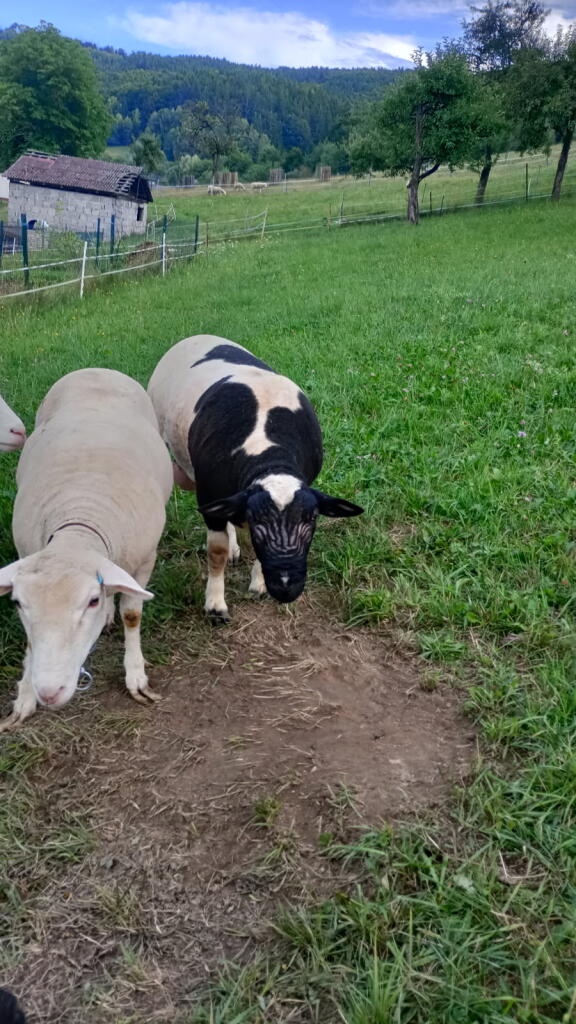 Čistokrvný tetovaný Dorper