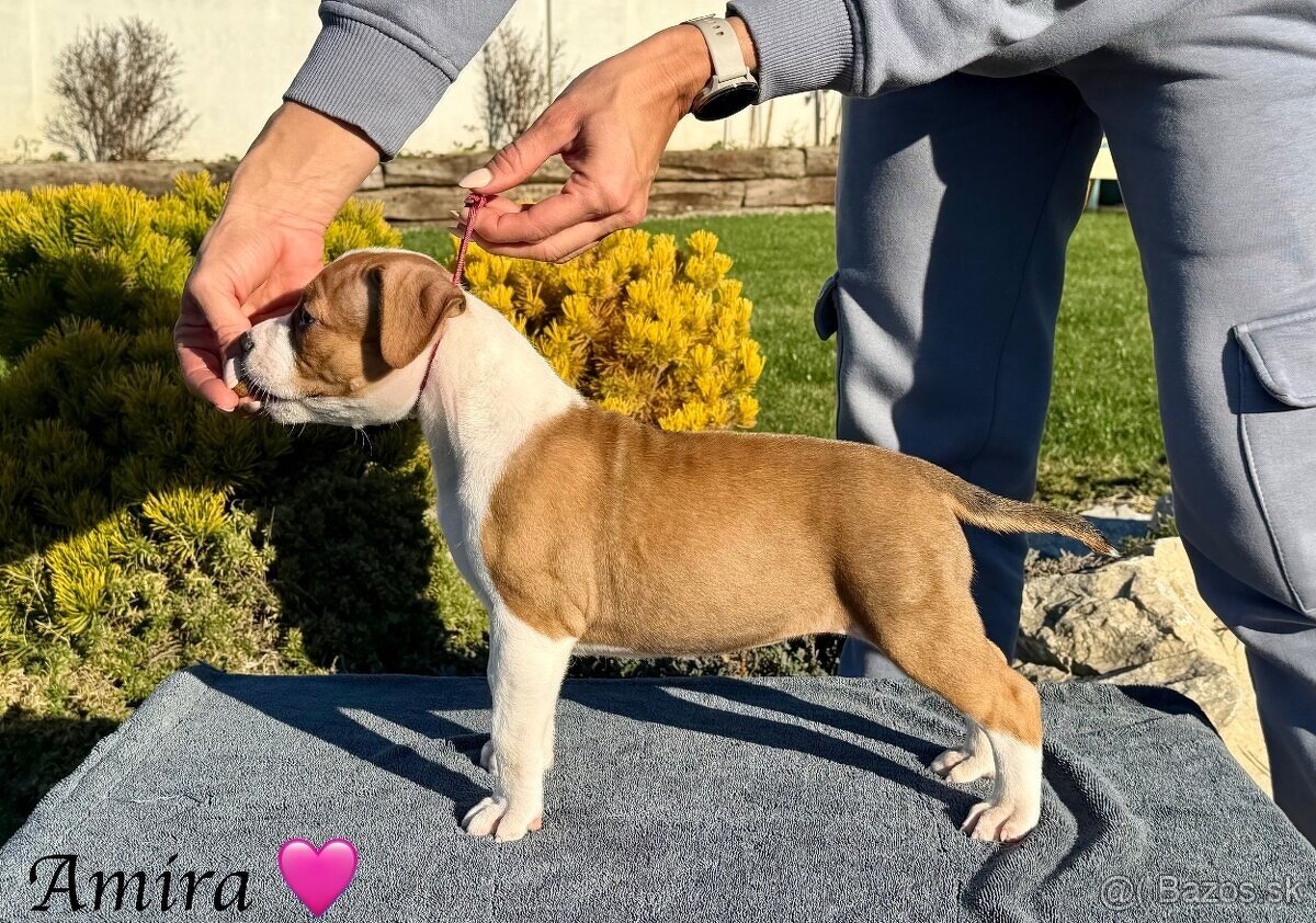 Amira 🐶 Americký Stafordšírsky teriér s PP 🐾🩷🩵