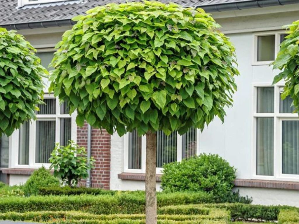 Katalpa bignóniovitá 'Nana'