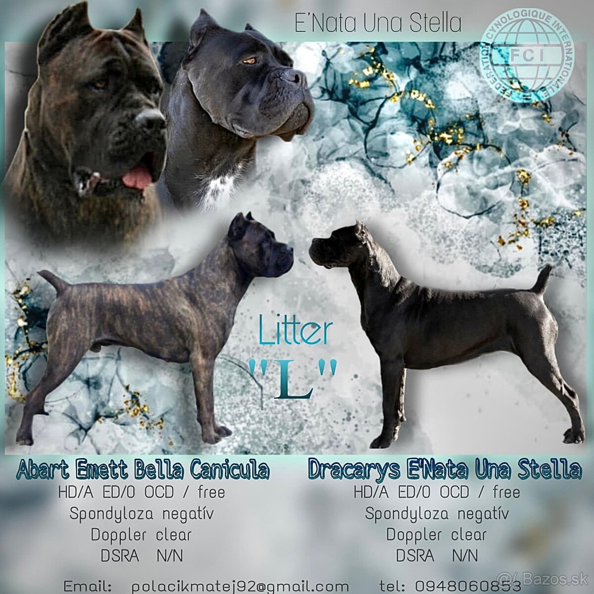 Cane Corso šteniatka s PP ( E’Nata Una Stella )